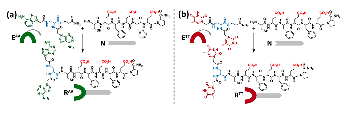 synergy nucleopeptide networks investigation